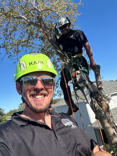 Crew working safely up in a tree