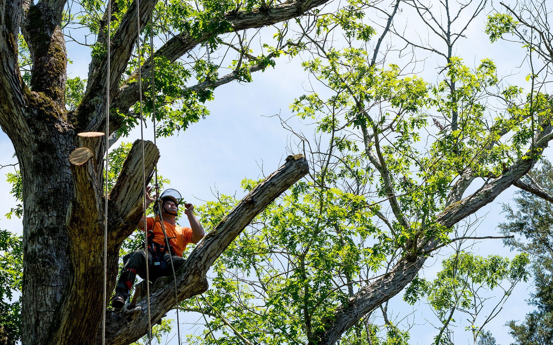 Climber pruning a mature canopy